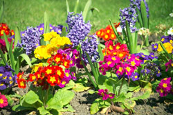 a game of colours and flowers
