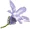 campanula