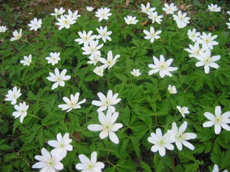 flowers in wood